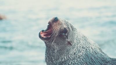 Water on the grey sea lions
